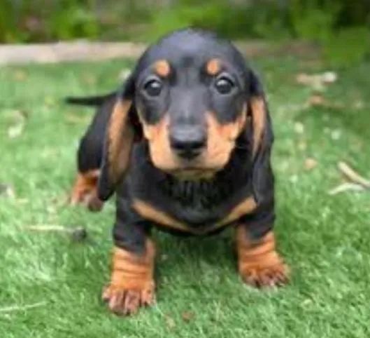 Basset Mini Filhotes Dachshund Super Divertidos. 