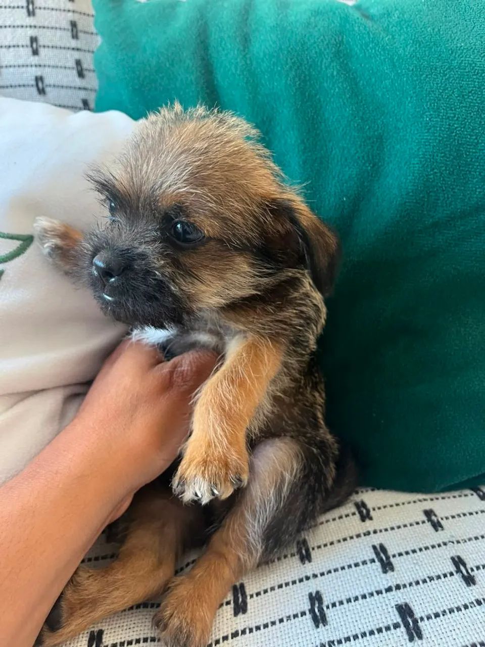 Cachorro - Foto 4