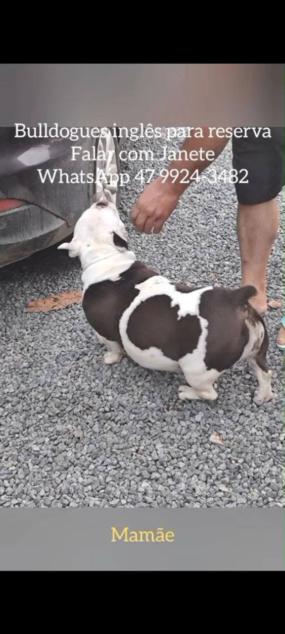 Bulldog Inglês  - Foto 5