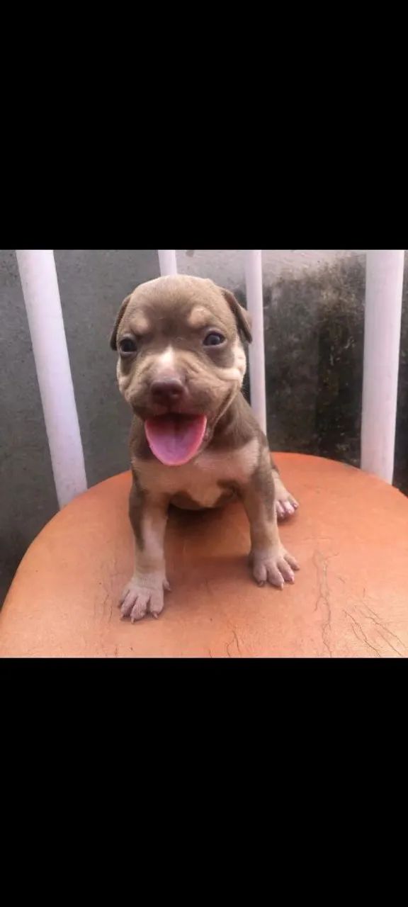 AMERICAN BULLY DISPONÍVEL  - Foto 3