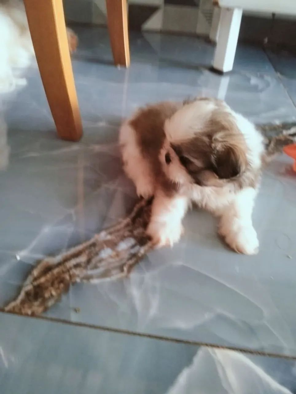Cachorro shitzu  - Foto 3
