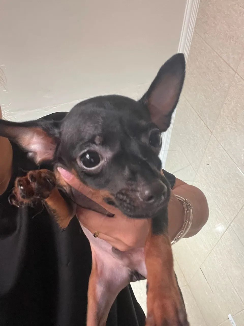 Pinscher zero - Foto 5
