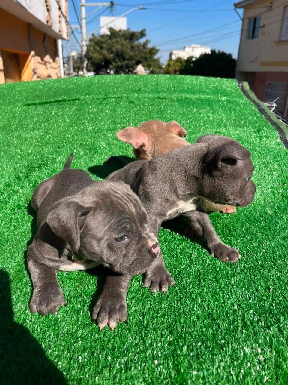 American Bully SP  - Foto 3