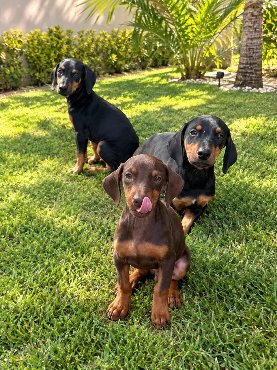Filhotes de doberman - Foto 2