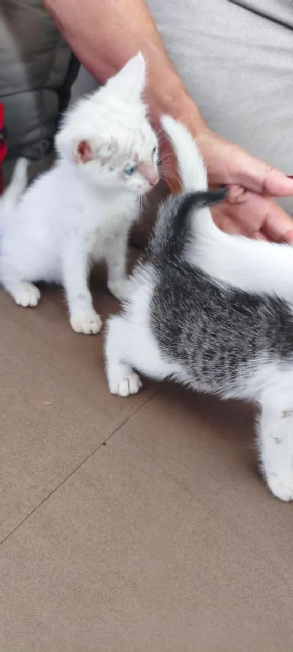 Doação de gato filhote  - Foto 5