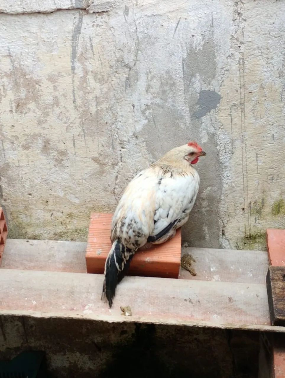 Galos caipira - Foto 5