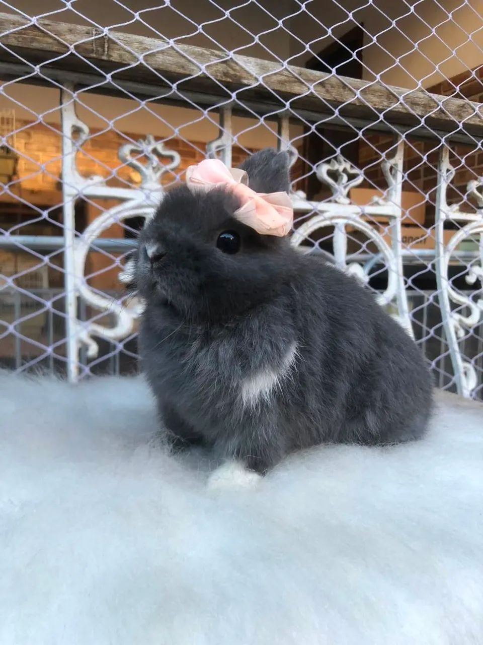 Coelho anão da raça netherland dwarf fêmea azul de viena  - o coelho menor do mundo  - Foto 3