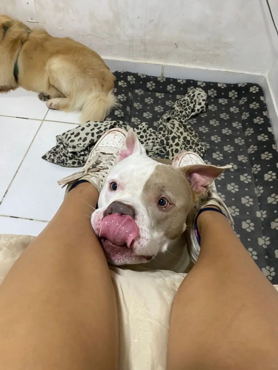 cachorro American Bully - Foto 2