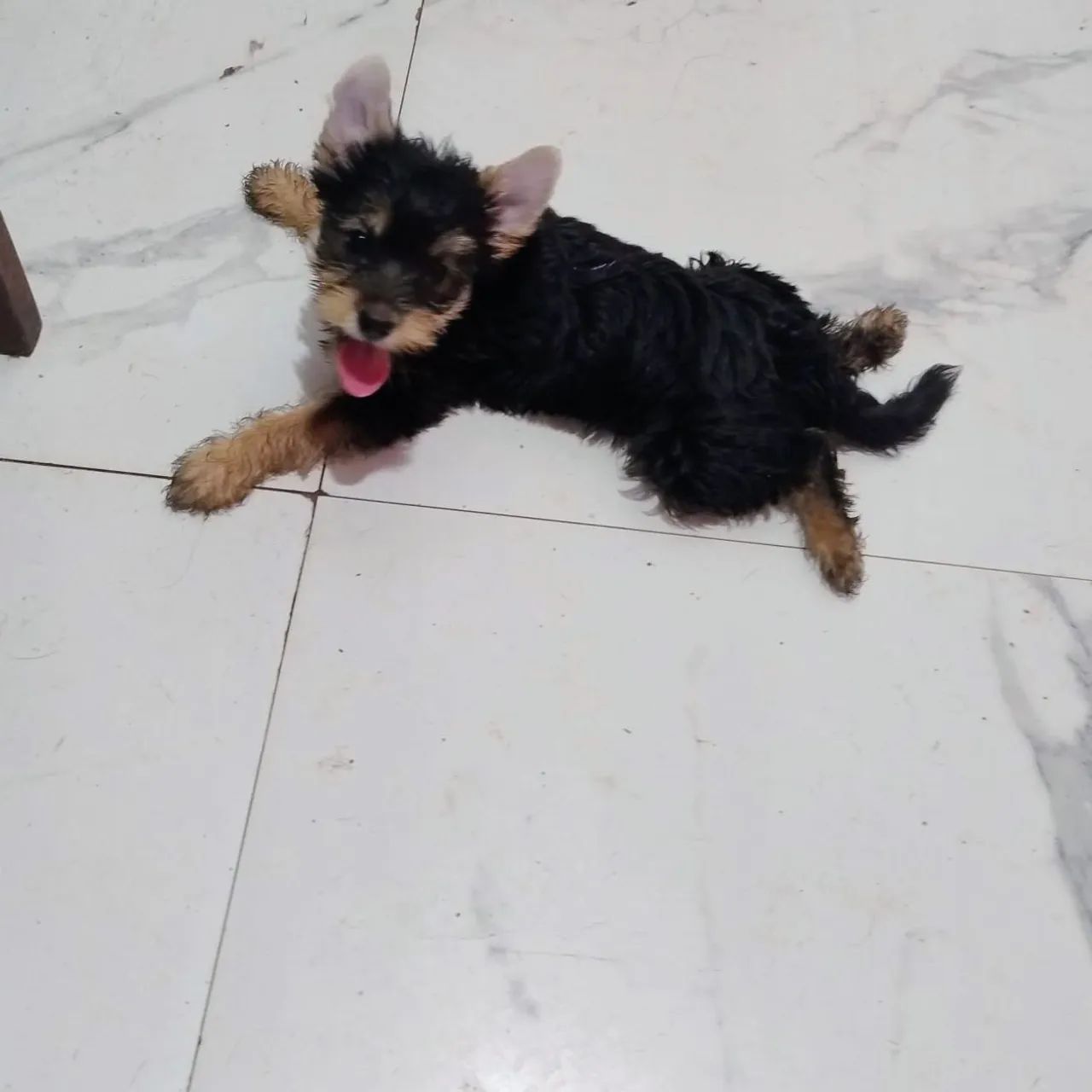 Yorkshire Terrier - Foto 4