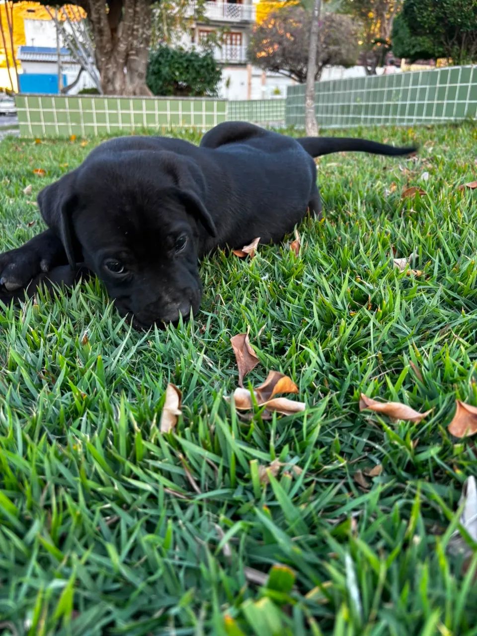 Filhote de Presa Canário com Pedigree - Vacinado e Pronto para Entrega - Foto 2