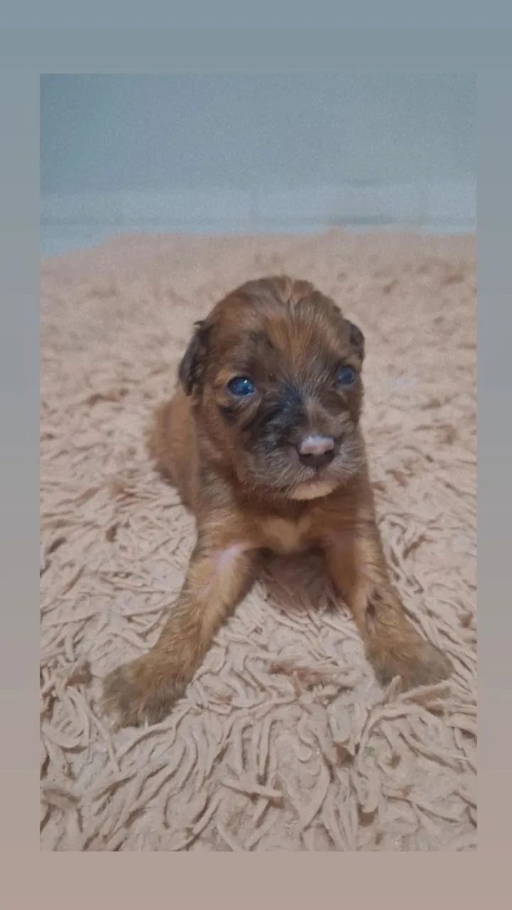 Cachorrinhos para adoção