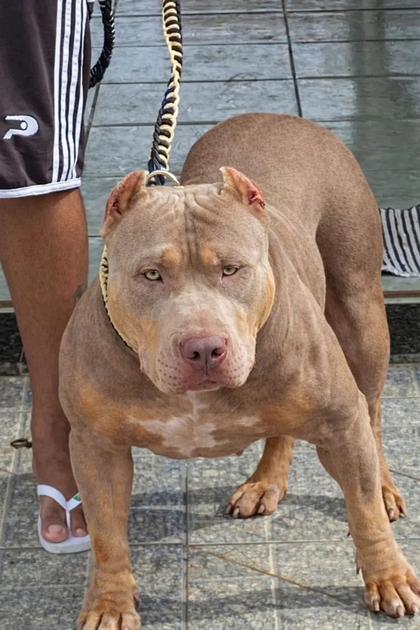 Fêmea / Pit Monster / XL Bully 