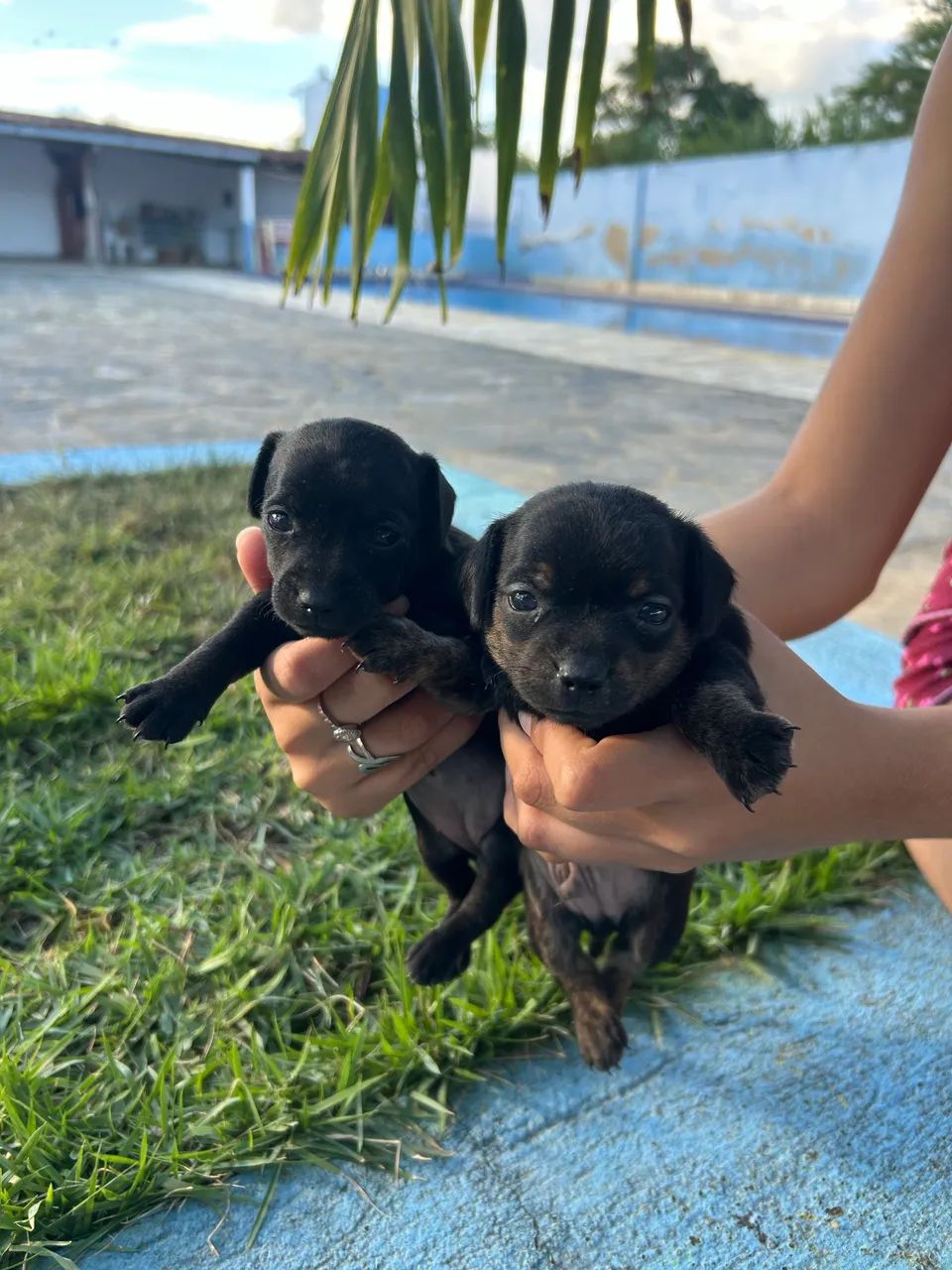 Ração para Pinscher  - Foto 3