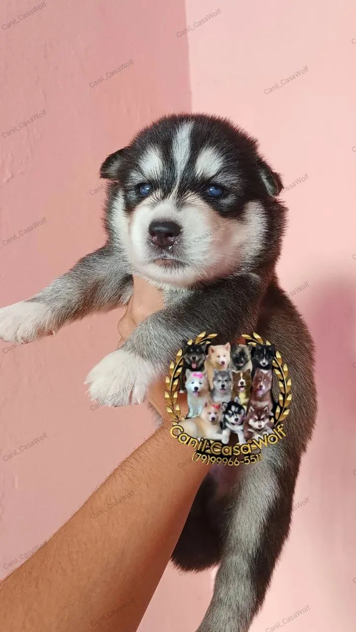 Husky siberiano 