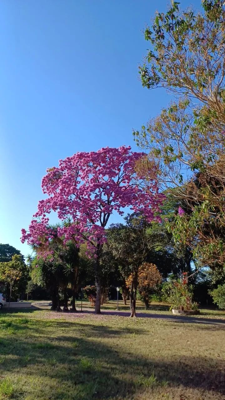 LINDA CHÁCARA - 2500mts - São Marcelo / Mogi Mirim - Foto 4