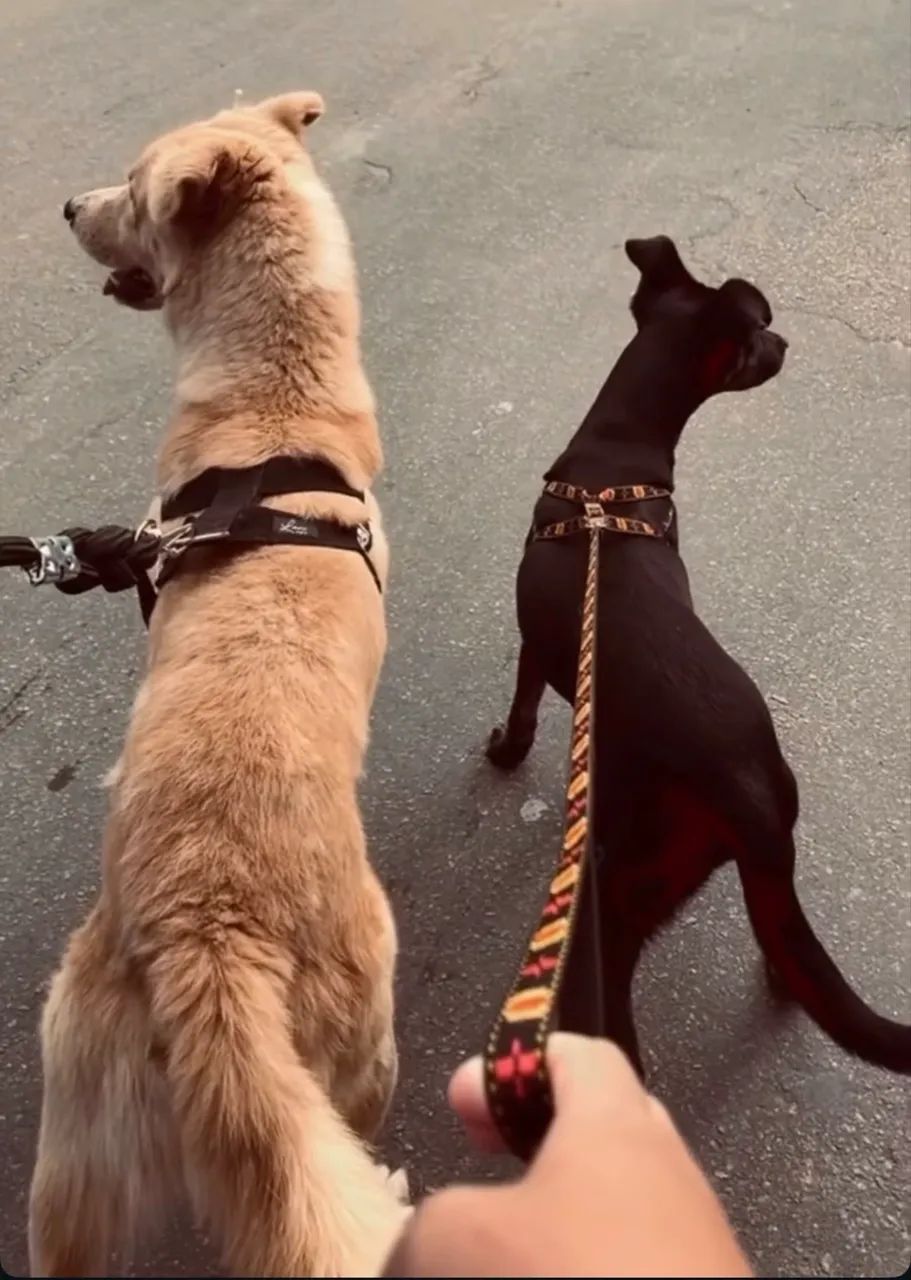 DOAÇÃO DE CACHORRO - Foto 2