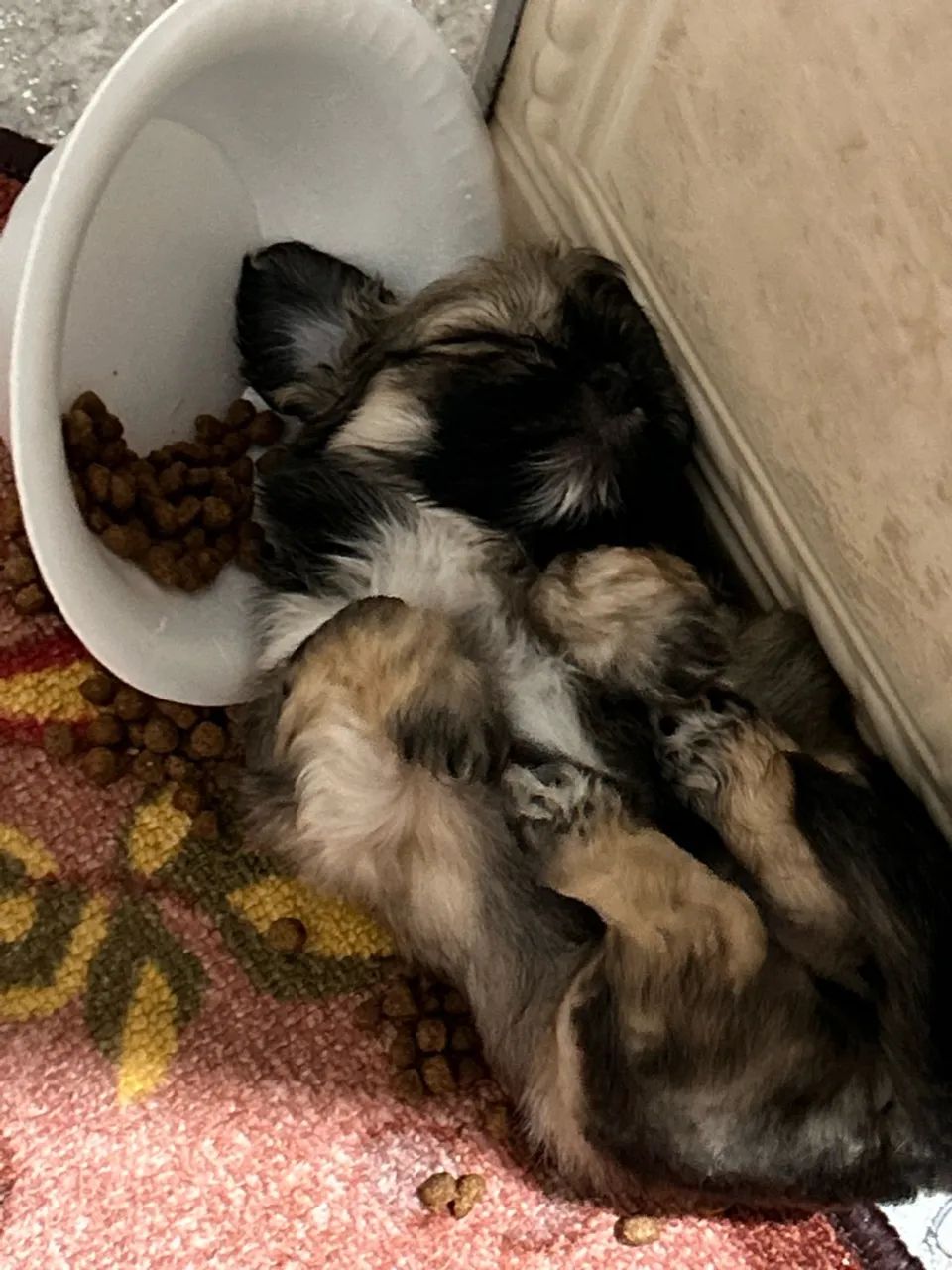 Filhotes shih tzu - Foto 3