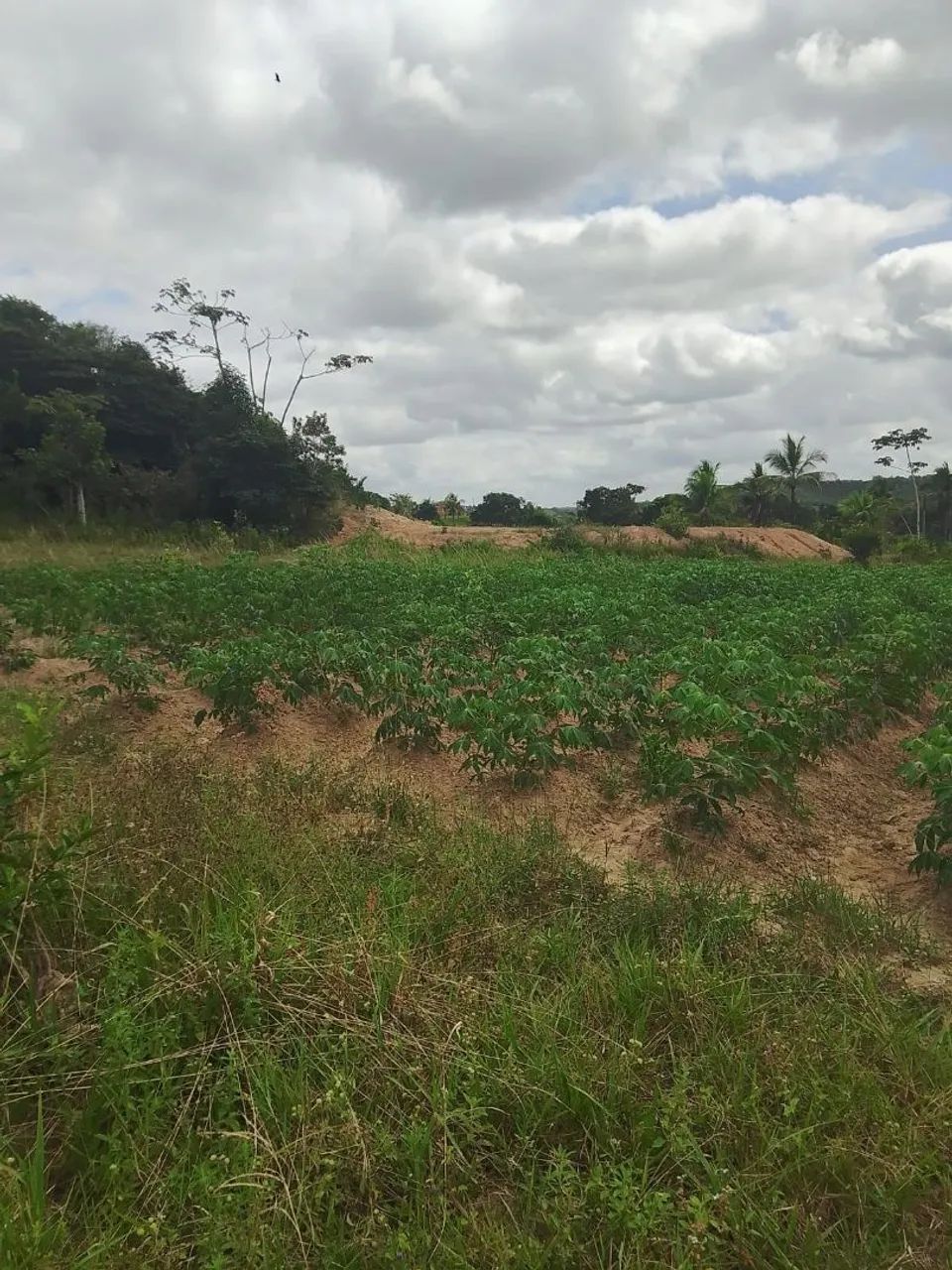 Vende-se e troca este terreno medindo 7 tarefas  - Foto 2