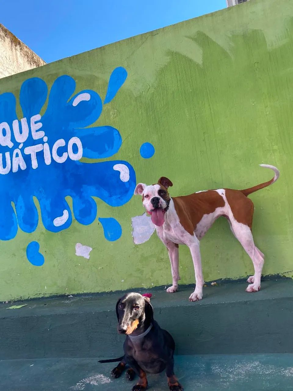 Doação de boxer fêmea  - Foto 5