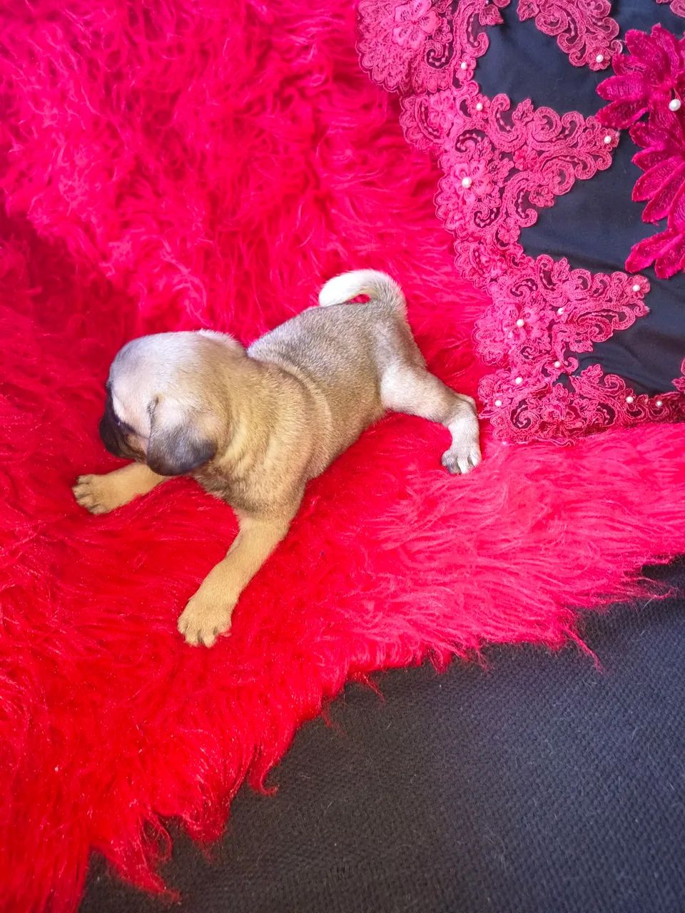 Lindo  Pug - Foto 2