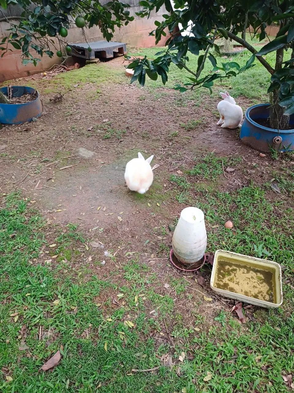 Doação 3 coelhinhos  - Foto 2
