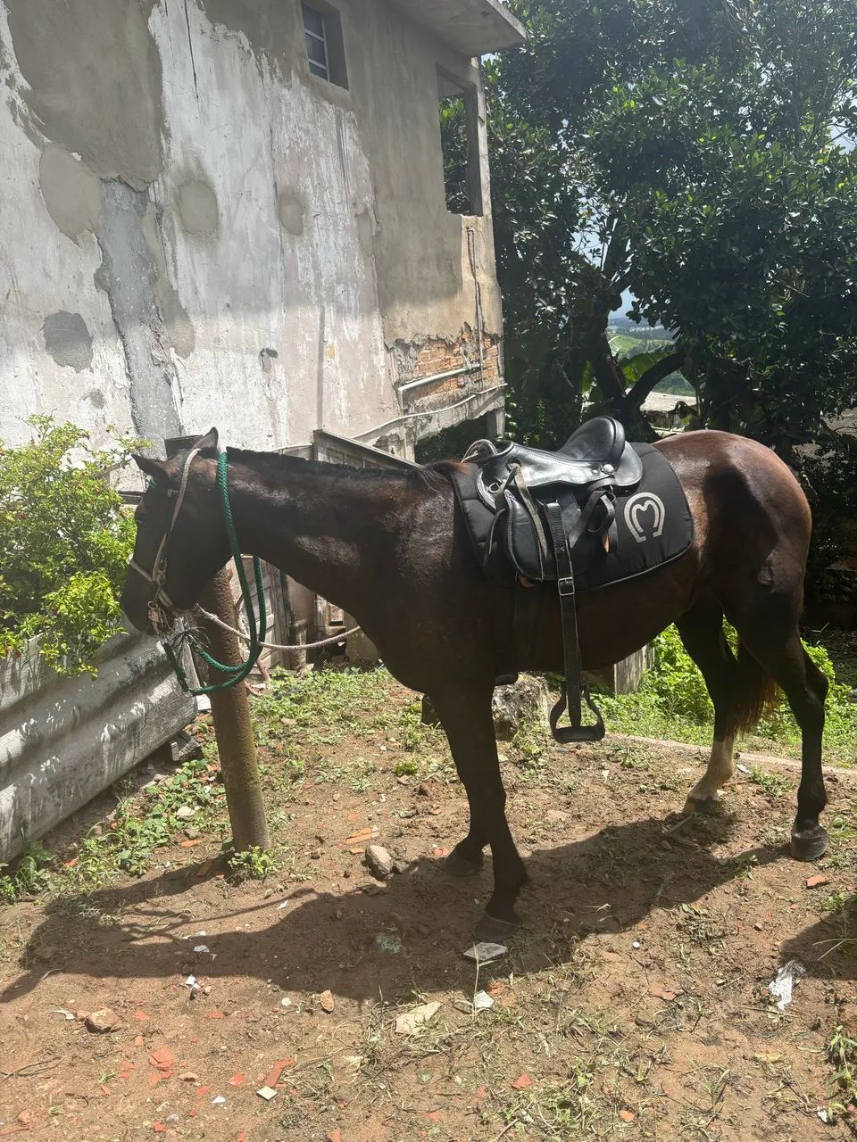 Égua preta  - Foto 2