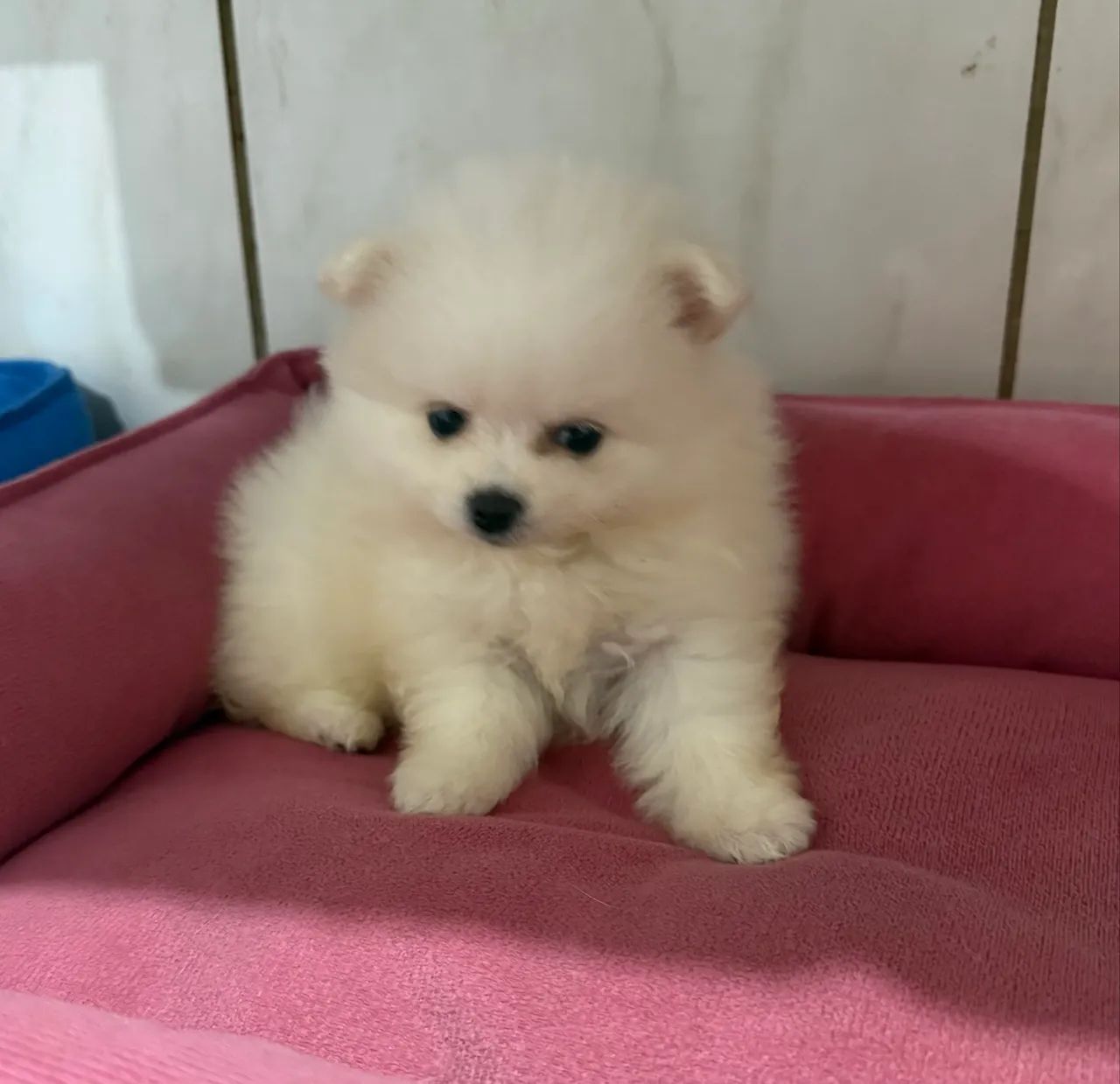Spitz alemão  - Foto 2