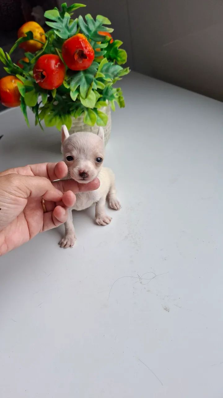 Pincher - Foto 5