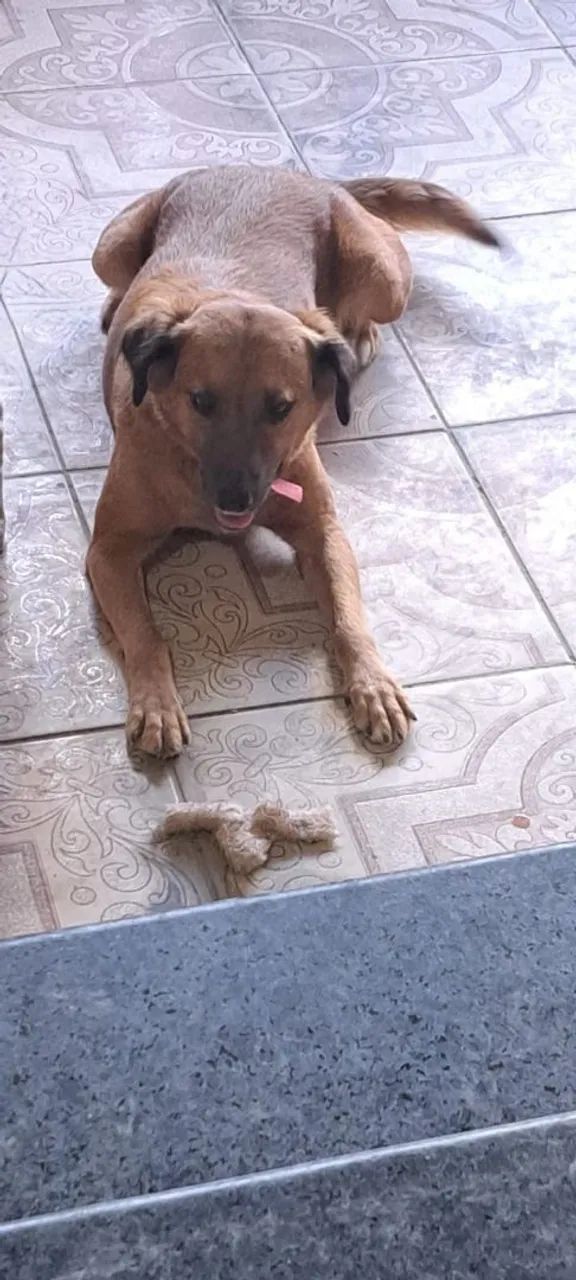 ADOÇÃO CADELA!!! *CASTRADA*