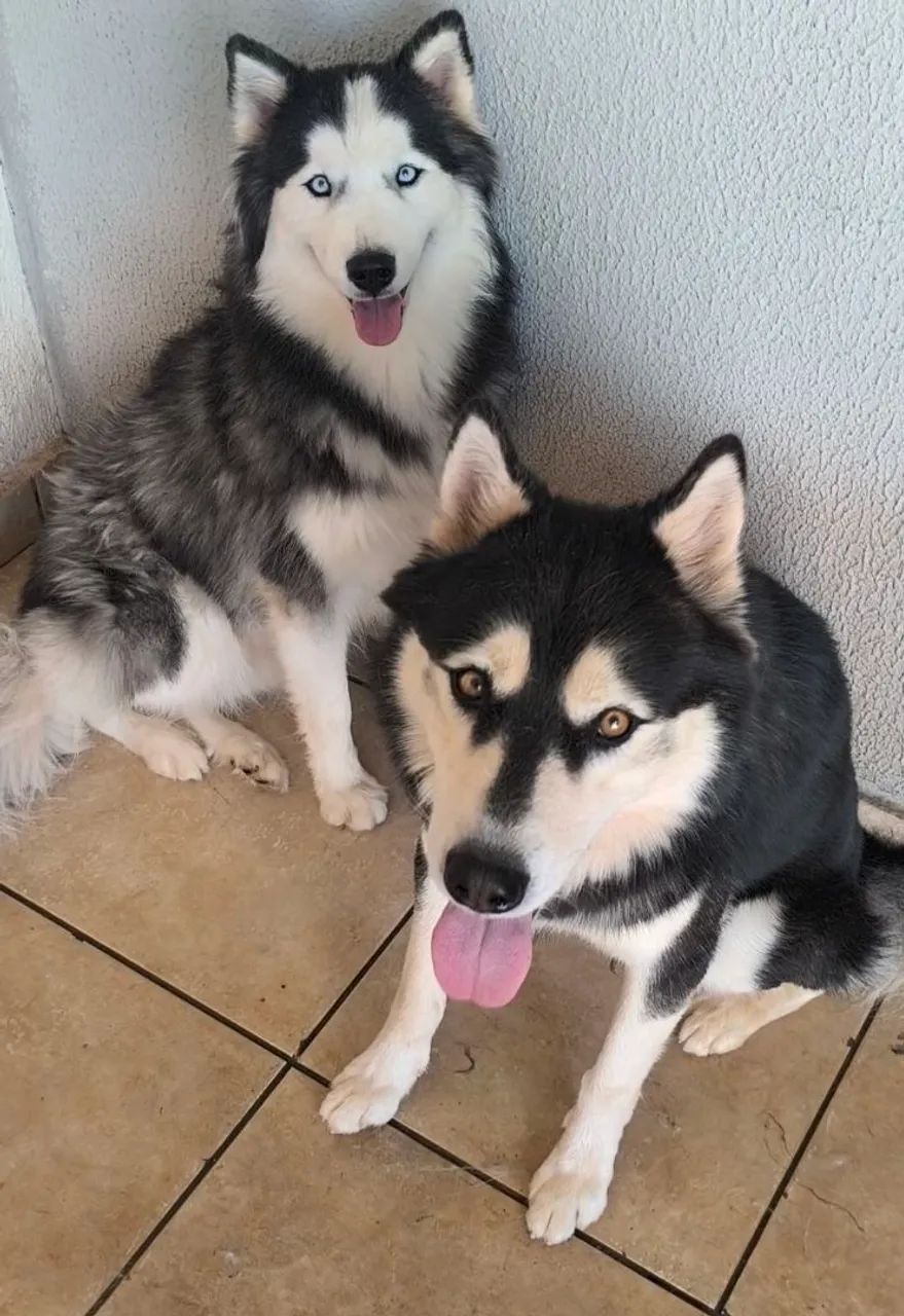 Husky siberiano disponíveis  - Foto 3