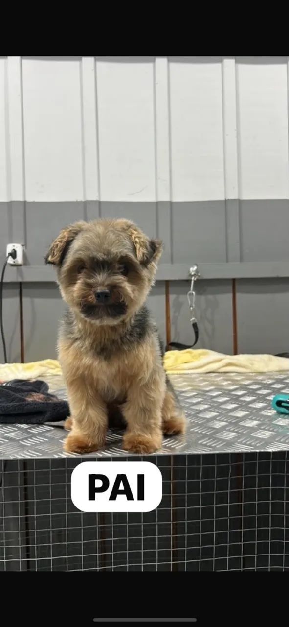 Yorkshire Terrier - Foto 2