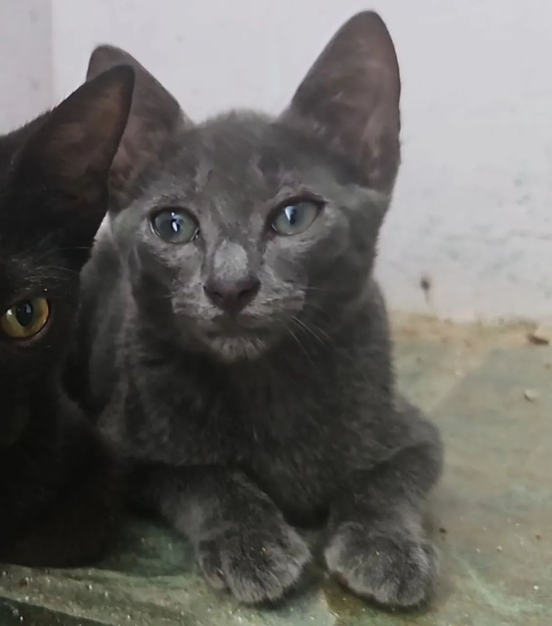 Gatinho Para Adoção Responsável  - Foto 3
