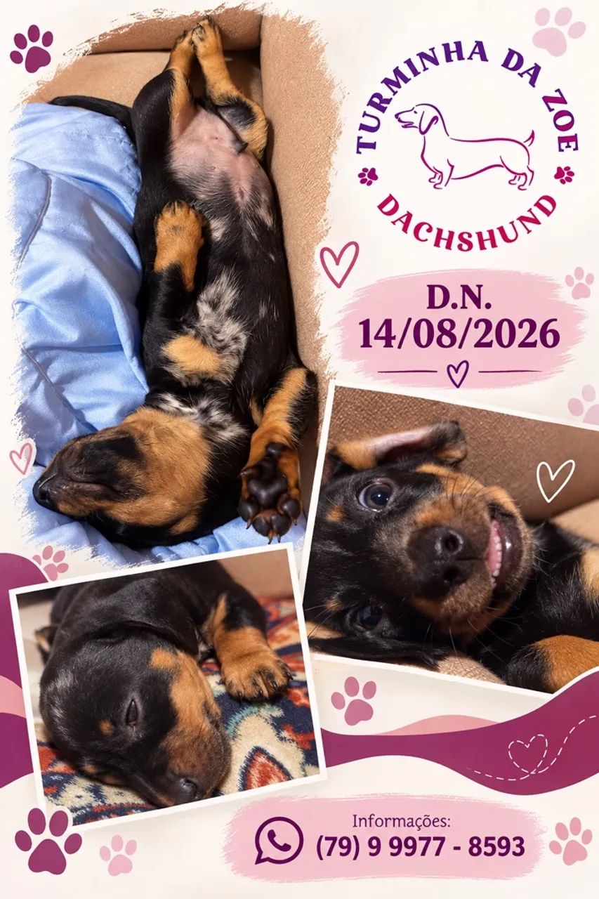 Dachshund 