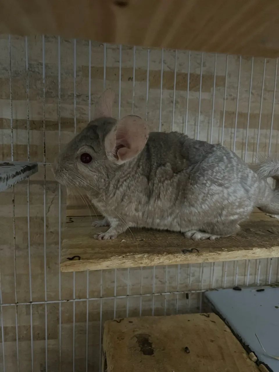 Chinchila macho  - Foto 2