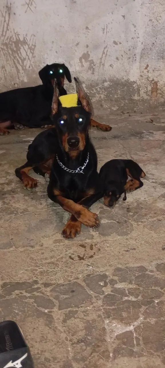Doberman Europeu 