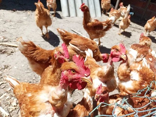 Frango vivo $ 70 