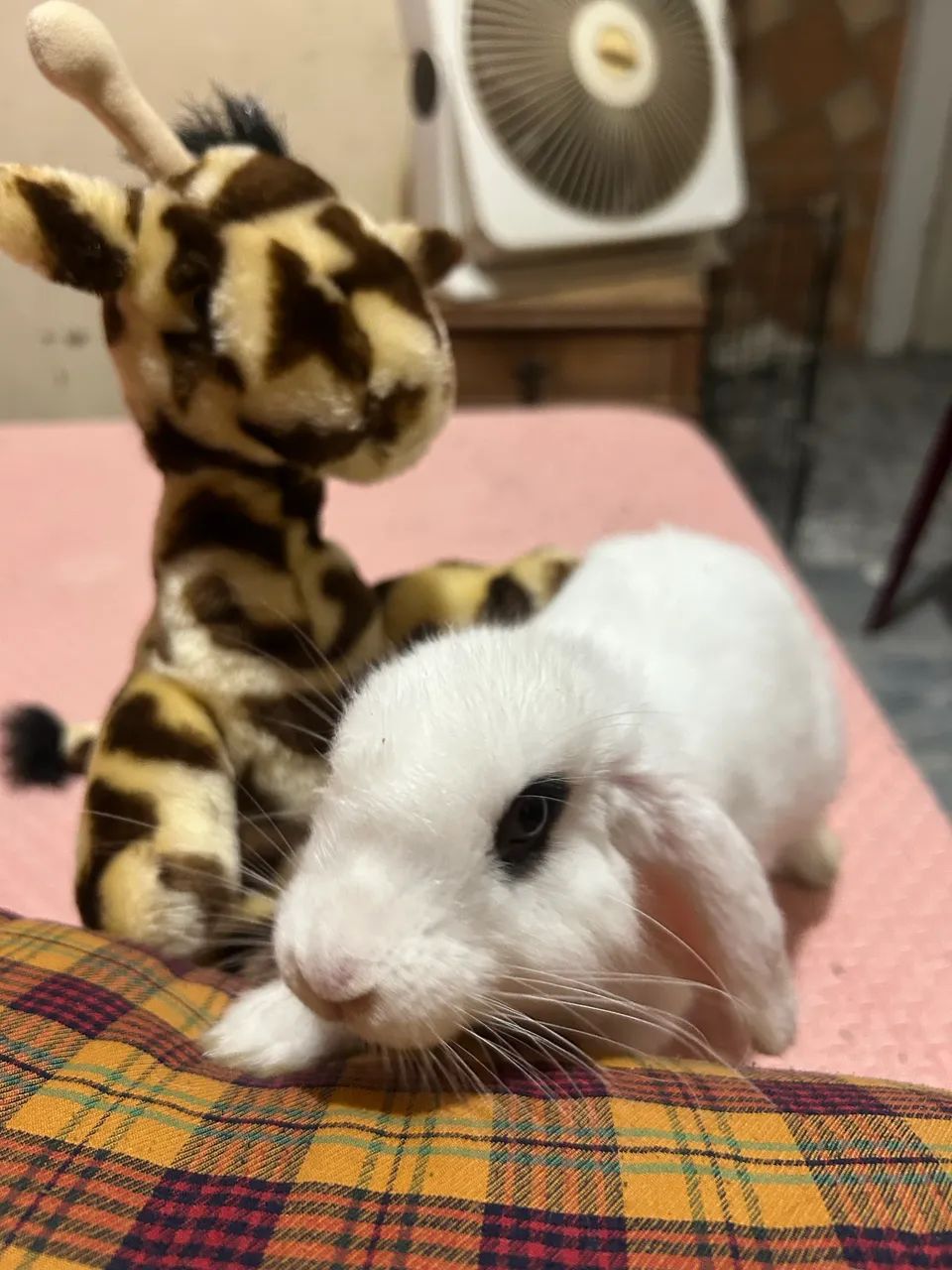 coelho filhote mini lop macho - Foto 5