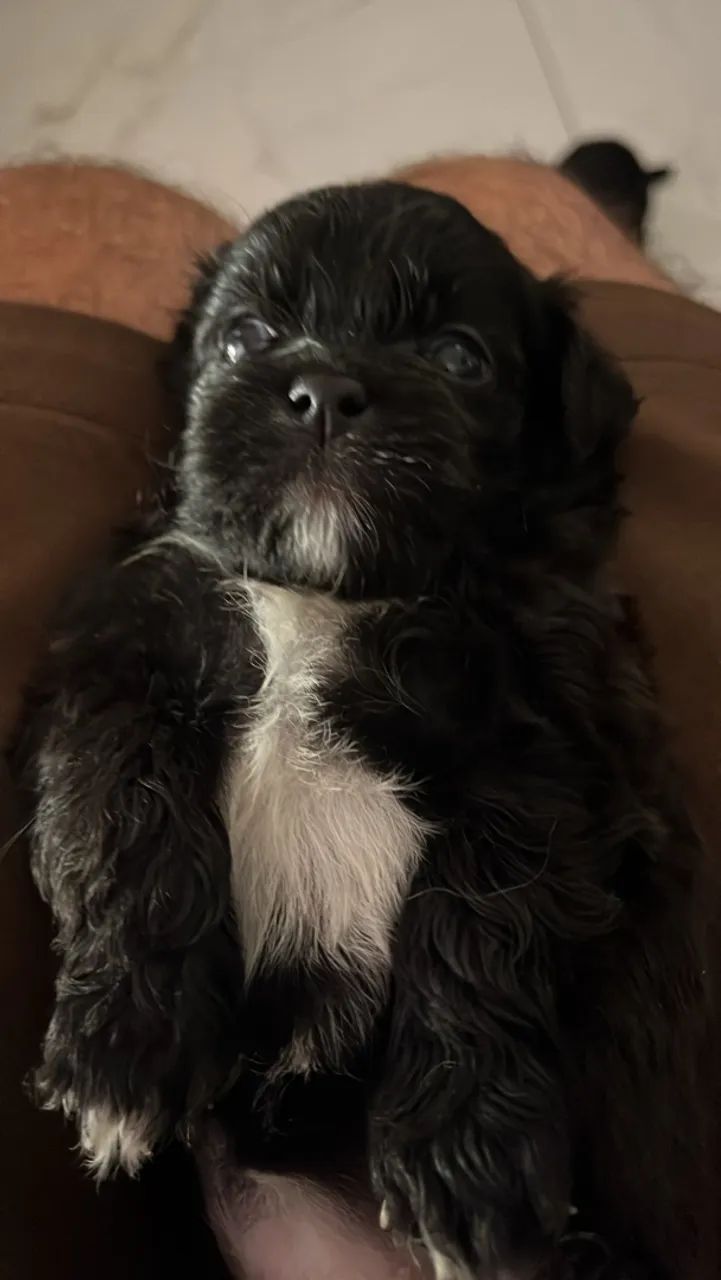 Shitszu com poodle 