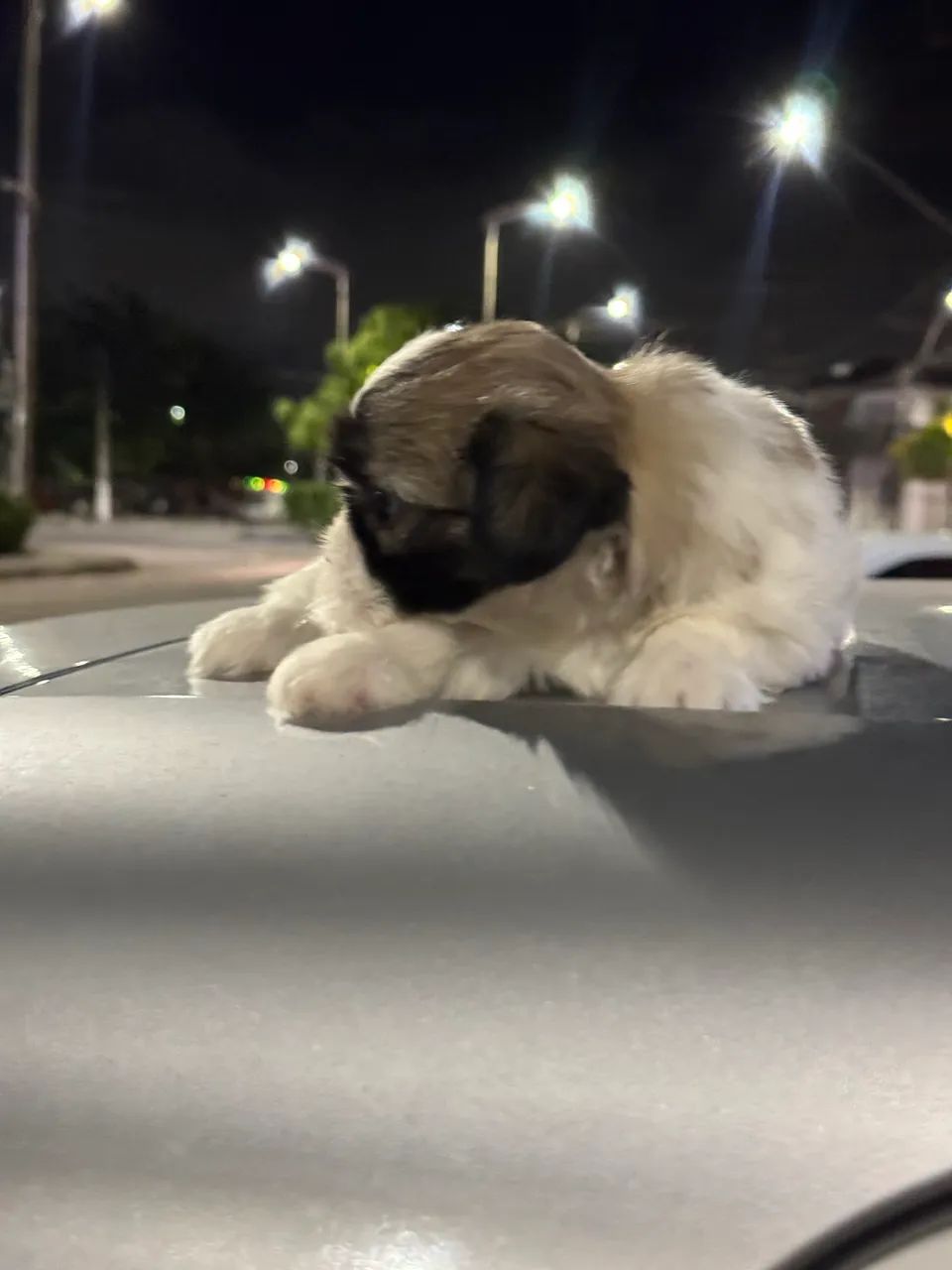 Shihtzu  - Foto 2