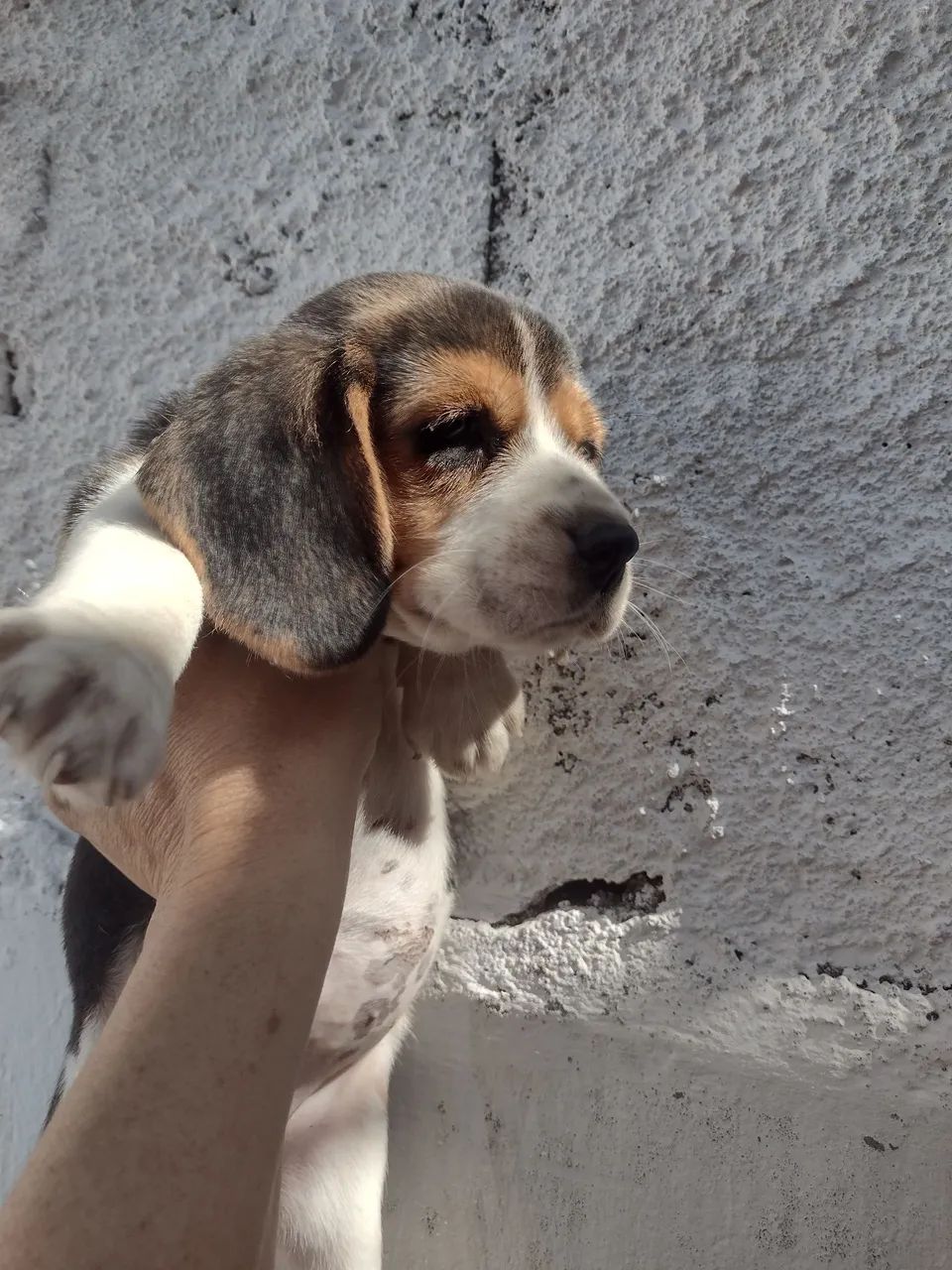 Beagle 13 polegadas c/ pedigree CBKC  - Foto 3