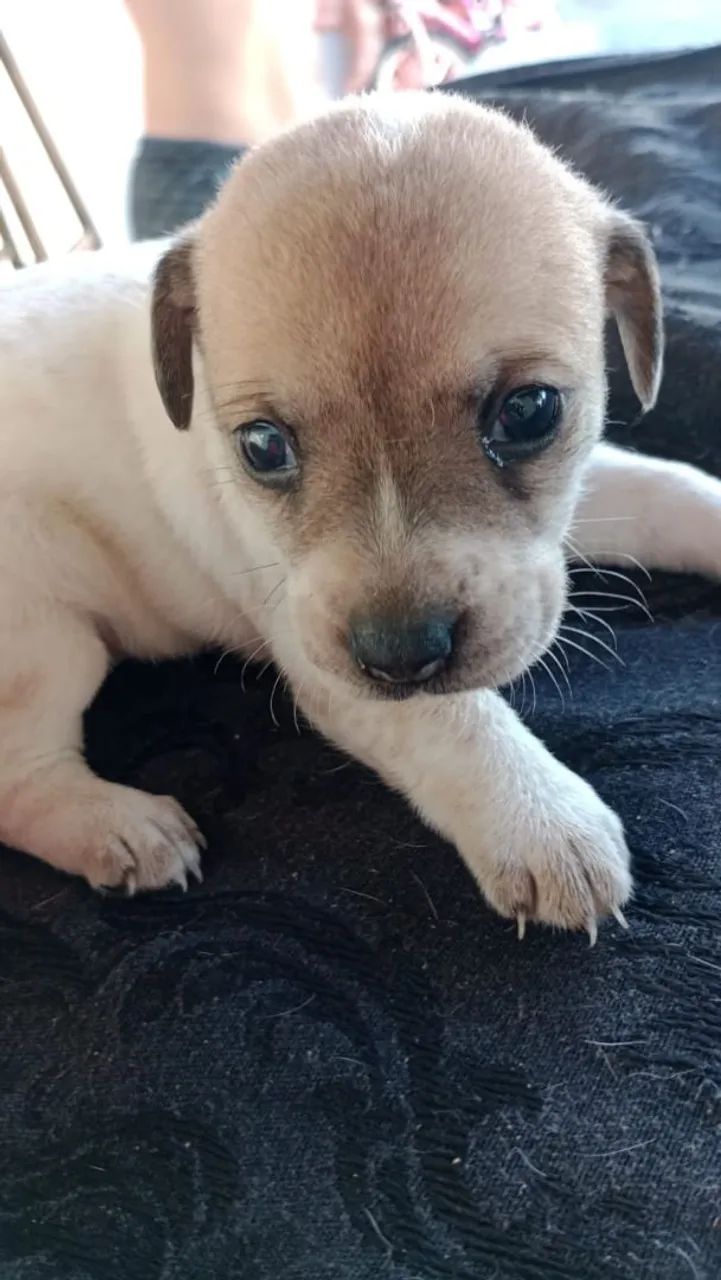 Doa se Fox paulistinha com poodle micro 
