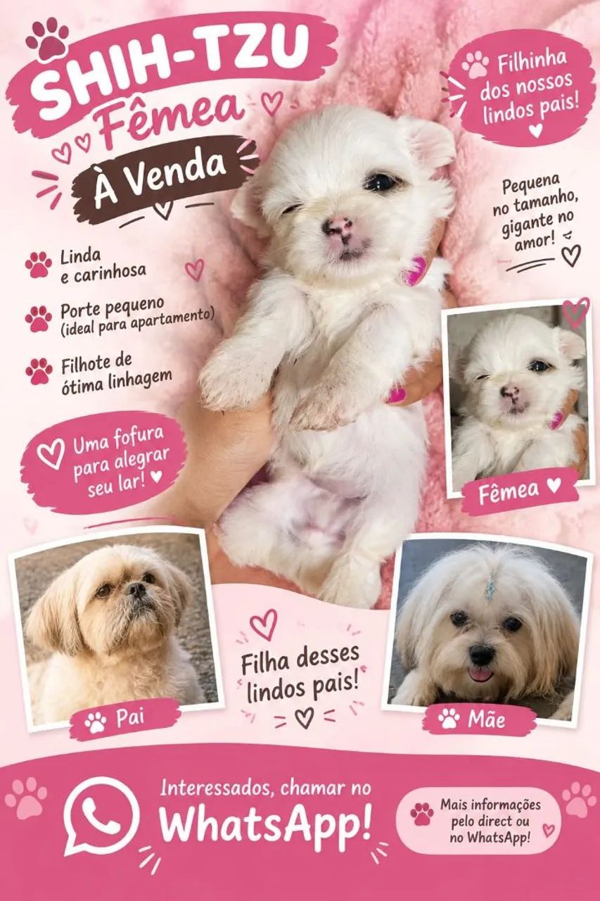Shihtzu  femea - Foto 4