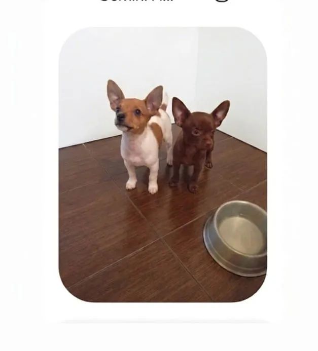 Pinscher zero fêmea  - Foto 4