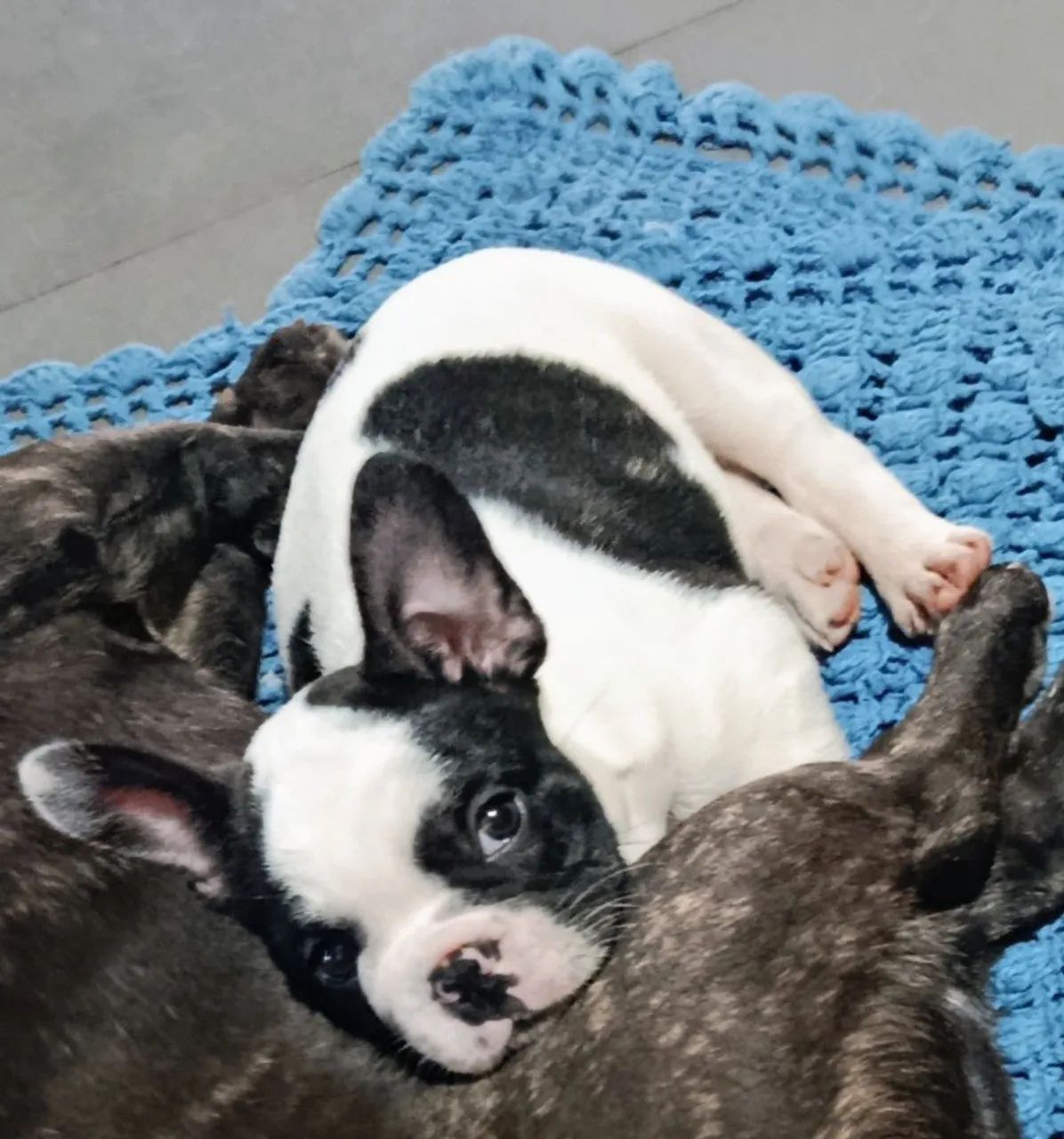 Buldogue francês  - Foto 4