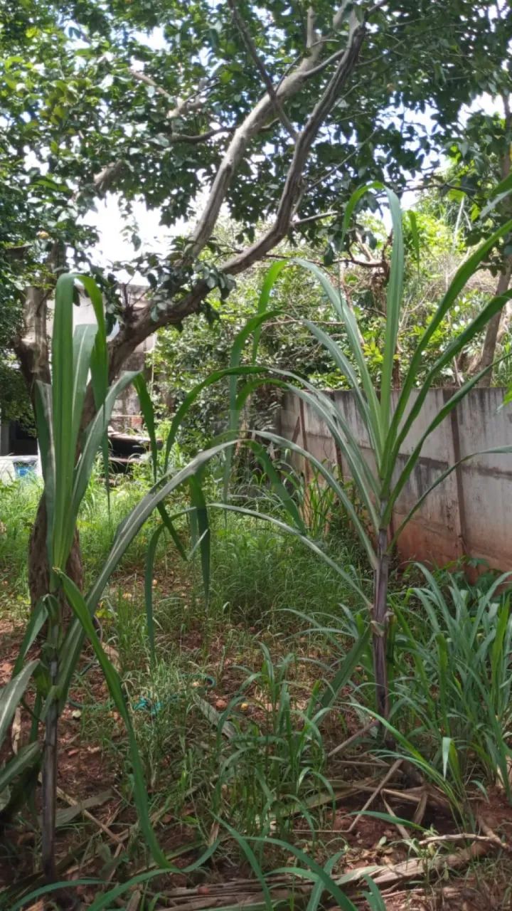 Lote à Venda no Bairro Morada da Colina - Foto 4