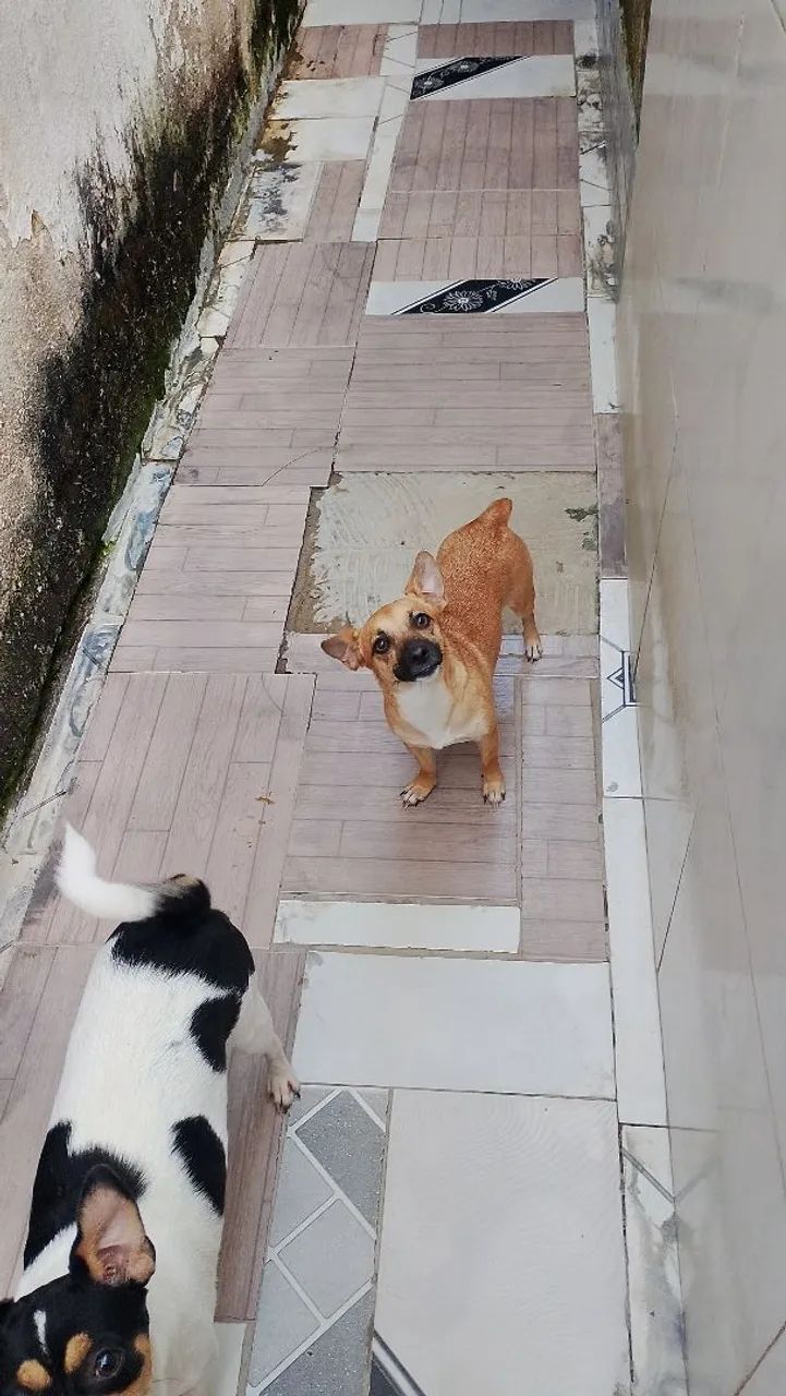 Cachorro pinscher 