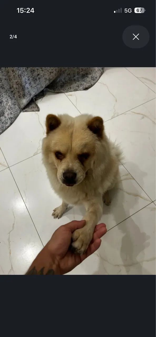 Doação de ChowChow - Foto 4