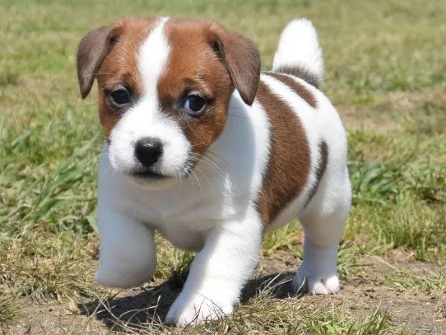 jack russel 52 dias 