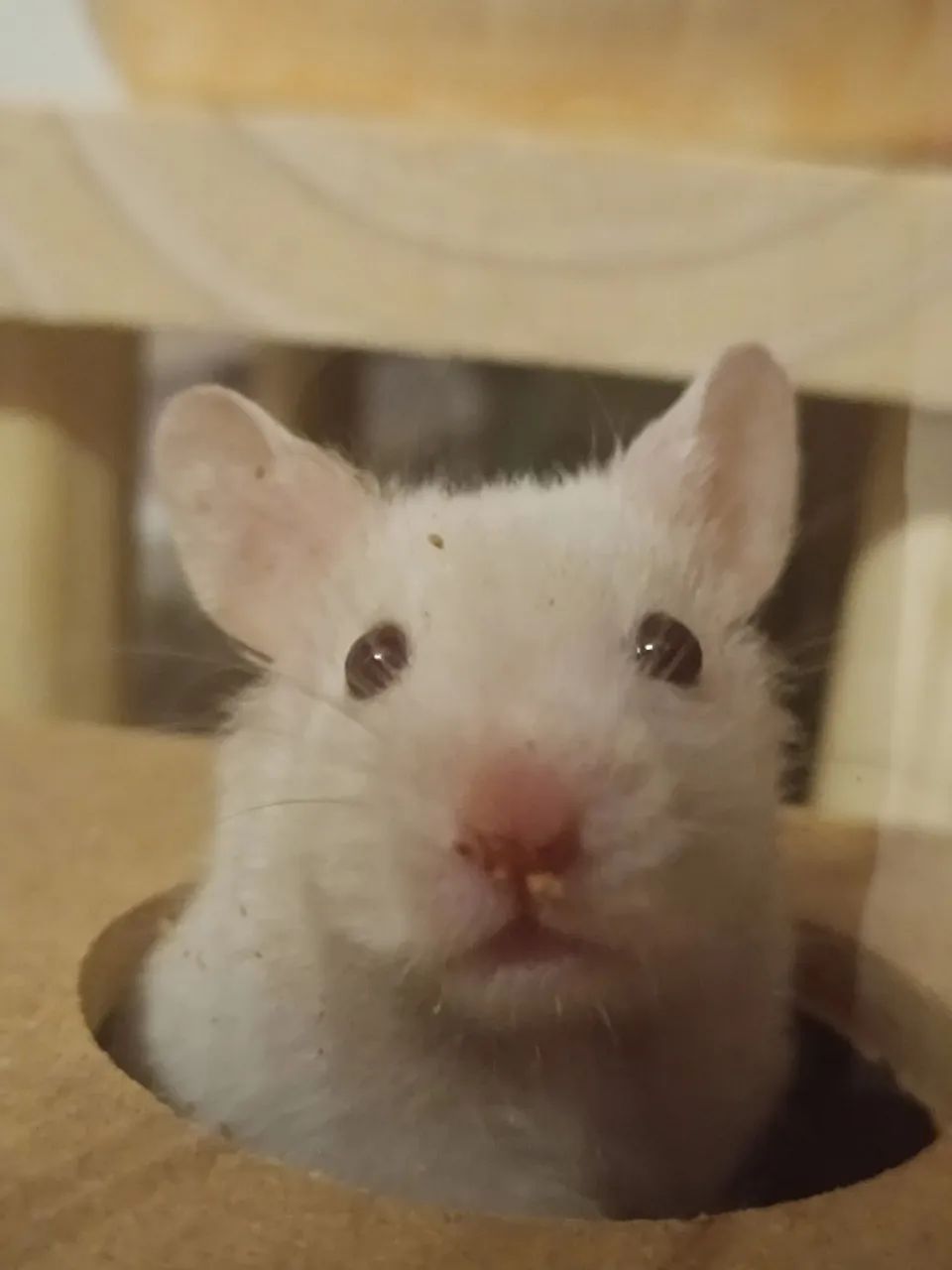 Hamster Sírio - Foto 3