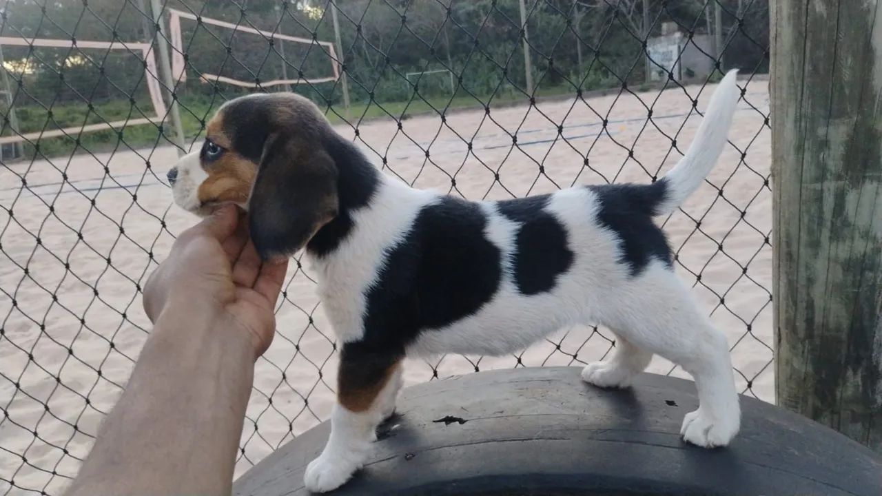 Beagle